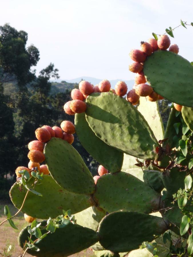 A Camera Di A Vigna Casta Kültér fotó